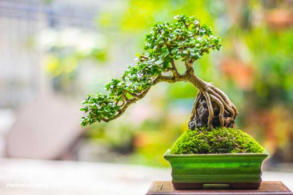 tim-hieu-ve-nghe-thuat-bonsai-va-nhung-quy-tac-quan-trong-1