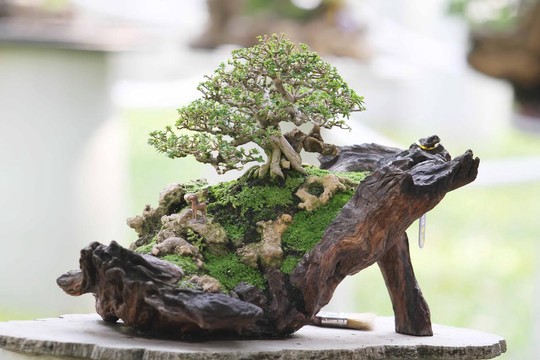tim-hieu-ve-nghe-thuat-bonsai-va-nhung-quy-tac-quan-trong-2