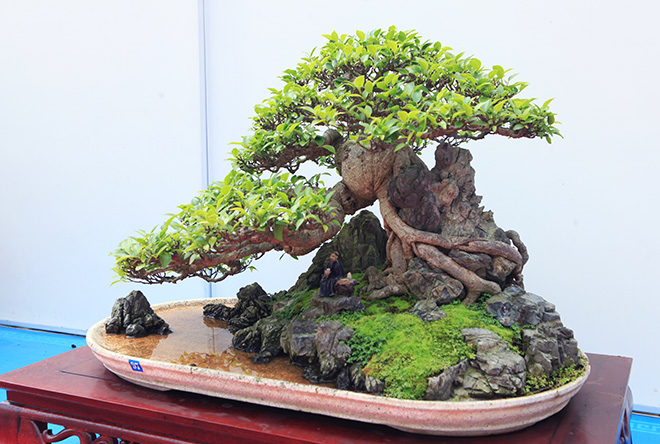 tim-hieu-ve-nghe-thuat-bonsai-va-nhung-quy-tac-quan-trong-3