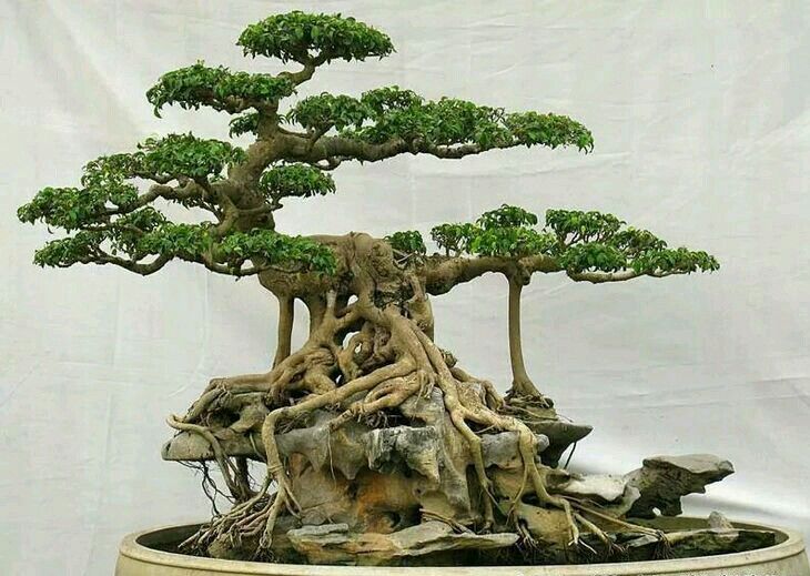 tim-hieu-ve-nghe-thuat-bonsai-va-nhung-quy-tac-quan-trong-4