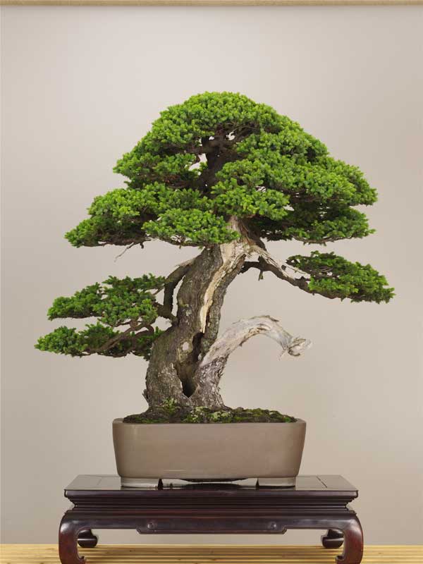 tim-hieu-ve-nghe-thuat-bonsai-va-nhung-quy-tac-quan-trong-5