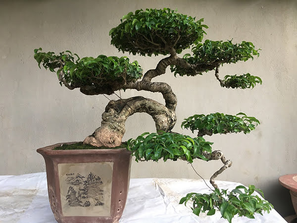 tim-hieu-ve-nghe-thuat-bonsai-va-nhung-quy-tac-quan-trong-6