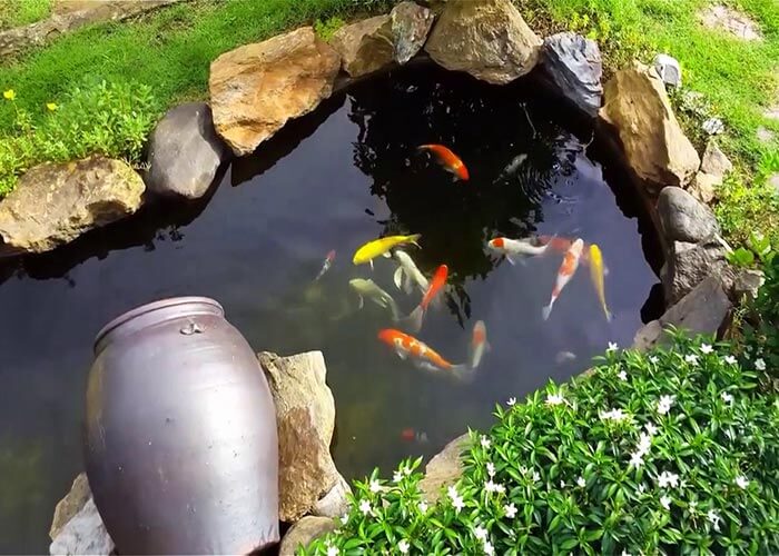 top-10-ho-ca-koi-dep-man-nhan-khien-ban-me-man-1