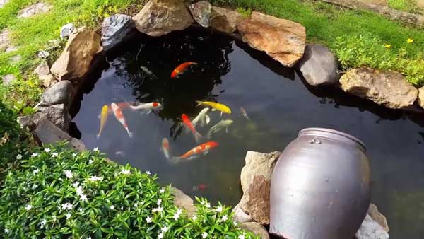 top-10-ho-ca-koi-dep-man-nhan-khien-ban-me-man-9